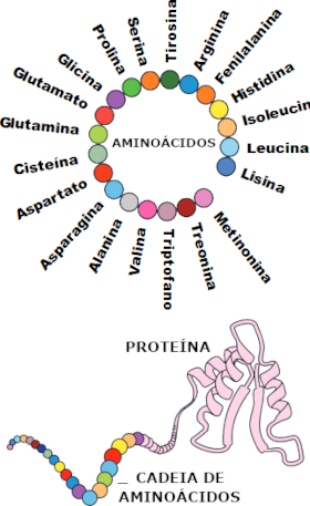 Aminoácidos e proteínas