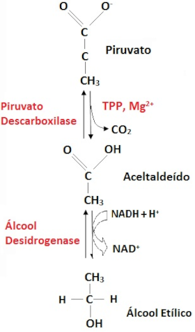 Fermentação alcoólica